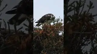 young #osprey is still around in the nest. #birds #nest #wildlife ##birdofprey