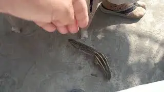 Feeding a squirrel on my rooftop garden