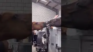 Horse kissing