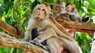 Brinn Takes Her Baby for a Nap in the Fresh Air, @monkeynaturekh