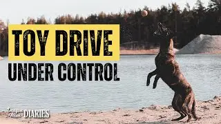 How I Teach Controlled Toy Drive in a High-Drive Dog