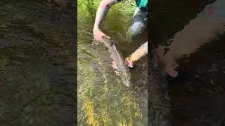 Catch&Release blank laks fra Grindsted &aring; Zone4