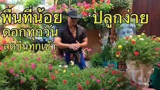 แพรเซี่ยงไฮ้ ดอกไม้ปลูกง่ายปลูกได้หลายๆแบบ @mr.flowers