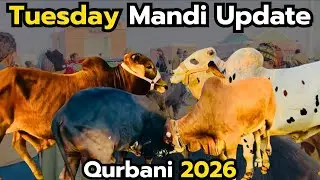 📌 Title:Tuesday Mandi Update 🐄 | Cow Ke Aaj Ke Fresh Rates