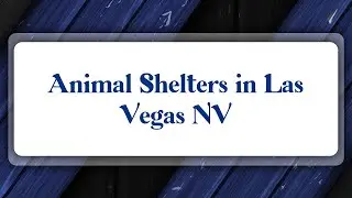 Top 10 Animal Shelters in Las Vegas, NV