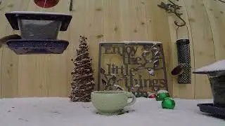 Feathered Fantasy ~ Cat's Eye View of Avian Antics! 🦜 #CatVideos #BirdShow #CatTV #birdwatching