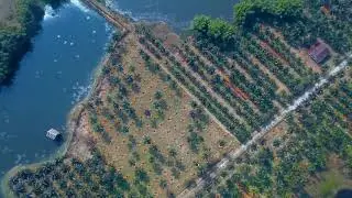 Abhayapuri Coconut Farm drone shots