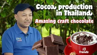 Trends Ep 27 Nui Thanpawat Sawetphattarawathin BLACK GOLD Caca-O-Cocoa и какао в Таиланде