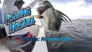 How to catch Rooster Fish - FishingNosara Tactics