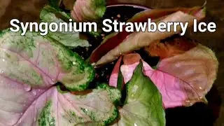Сингониум Strawberry Ice &mdash; распаковка растения