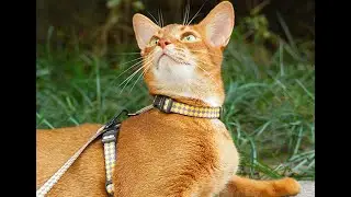 Checkerboard Pattern Adjustable Anti-strike Leash for Cat