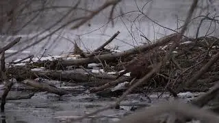 A North American Mink looks to find food at the edge of a Beavers