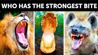 Most Powerful Bites in Nature - Deadly Attack Animals| Wildlife Content| Documentary 🎬|