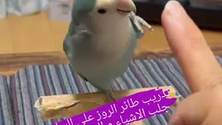 تدريب طائر الروز ( طائر الحب)على السلام و جلب الاشياء و الكثير من الخدع بشكل محترف لا يفوتك ممتع جدا