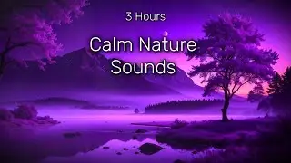 Purple Screen &ndash; Calm Nature Sounds for Sleep, Relaxation & Meditation (3 Hours)