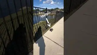 I saved this turtle just in time! #fishing #lake #nature #save