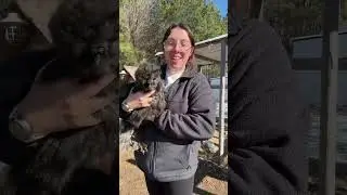 No touchy. #chicken #chickens #backyardchickens #farm #petchicken #farmcomedy #petcomedy