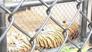 Safety of Mike the Tiger's Cage
