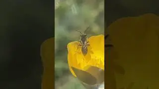 #natureinfocus #grounding #pollinators #pollination #bees #naturevideo
