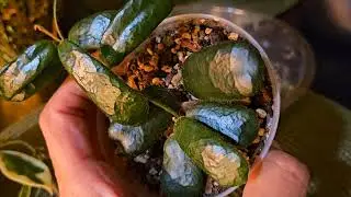 Hoya Haul | Hoya Obsession 💚💚💚 #Hoya #plantshopping #plantlover