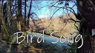 #14 Bird song, farm renovation and a fairy dress