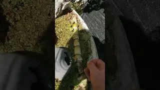 #gardening #clone #propagation #water #aquarius #howto #backyardgardening #sugarcane #farming #pond