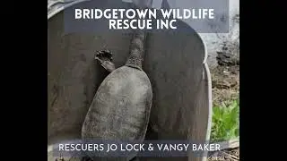 Rescue of 2 long neck turtles Bridgetown Western Australia 