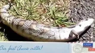 We finally arrive in Brisbane to start our new life & we promptly run into our first Aussie Critter!