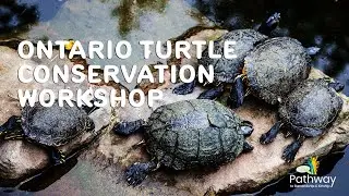Ontario Turtle Conservation Workshop