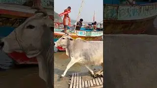 Cow Unloding ,Cow videos, Cow shorts ,Cow video ✅ (237) #shorts