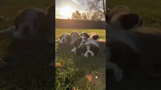 St. Bernard Puppies Playing in the Sun #dogs #cute