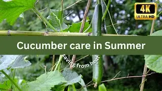 How to save cucumber plant from heat. Abundant Growth. #thehowtoacademy #cucumber #heatwaves