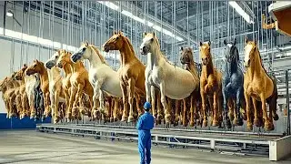 Secrets Inside Horse Farming - How Horses Are Raised and Processed for Meat in China