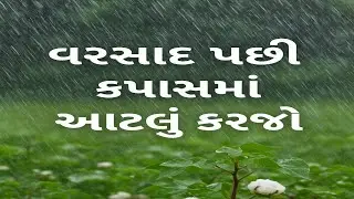 વરસાદ પછી કપાસમાં આ ફૂગનાશક બેસ્ટ ? cotton farming in india | kapas ki kheti | કપાસમાં વરસાદ પછી શું