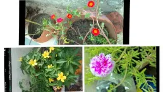 my terrise garden update after 1 month💮🌼💐🌿 #diy #handmade #createimage #gardening #plants