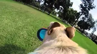 GoPro HERO 4 Test with Dog Harness