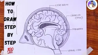 How to draw Human Brain easily / How to draw diagram of human brain - step by step