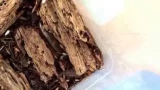 Wood Cockroach Nymphs