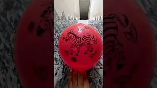 POV: Red Zebra Balloon VS Orange Plain Balloon Drop Test 💦🎈 | ASMR Satisfaction in 4K