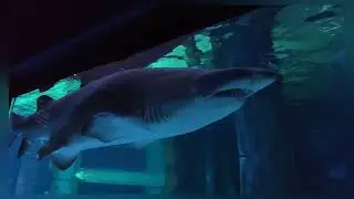 46. Acquario di Cattolica - Włochy