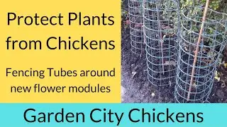 How to Protect Plants from Chickens - Fencing Tubes idea