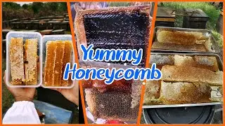 Amazing Eating Bees Hive ASMR | ABS HoneyBEE | Best Eating Videos 🎖️69