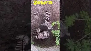 🌈🦓LOVELY ZEBRA CUDDLES🦓💟 #shorts #animals #zebra #love