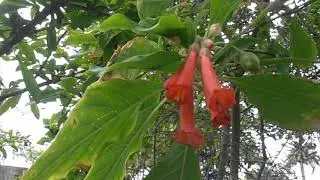 Iocroma roja: Iochroma gesnerioides (www.riomoros.com)