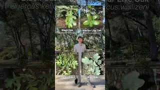 Planting a Canyon Live Oak Tree | We Now Have 5 Different CA Native Oaks!