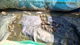 Frog Farm on Mekong River