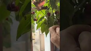 Изготовление вишневого бренди ￼ из наших собственных вишен ￼