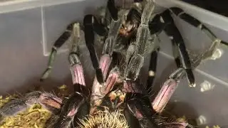 Xenithes immanis pairing