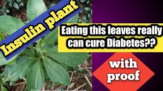 Insulin plant to cure Diabetes