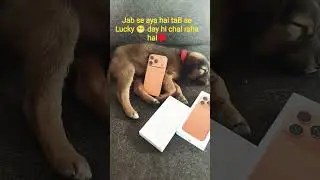 #petlovers #pet#techreels #iphone17pro jabse ye aaya hai tab se har chig achi hi ho rahi hai&hearts;️🐕🤳